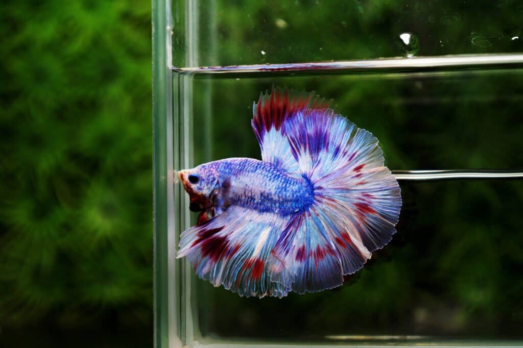 High quality betta fish for sale