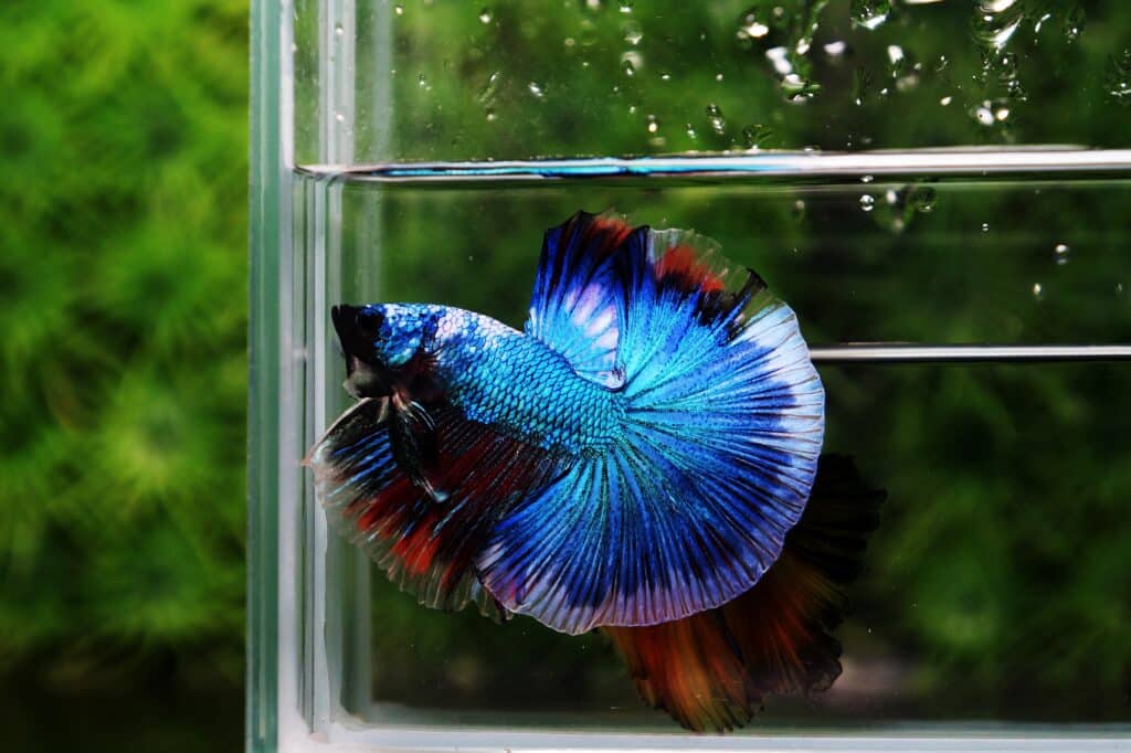 Betta fish for sale