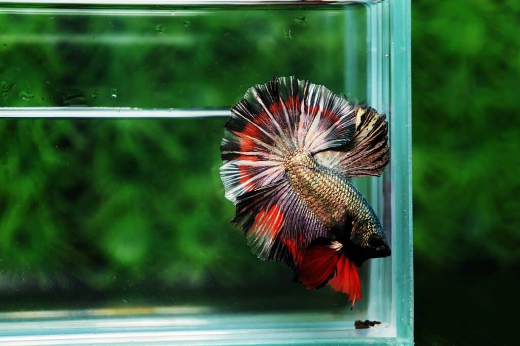 Betta fish for sale