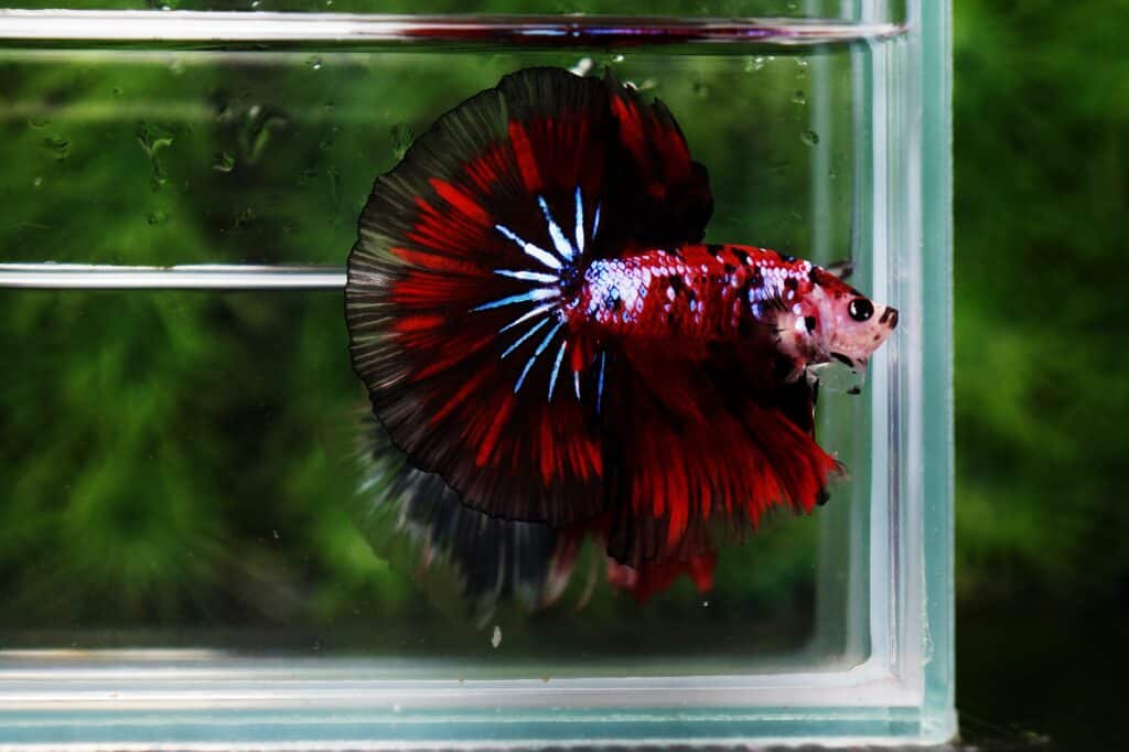 Betta fish for sale