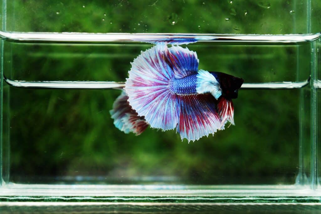 Betta fish for sale