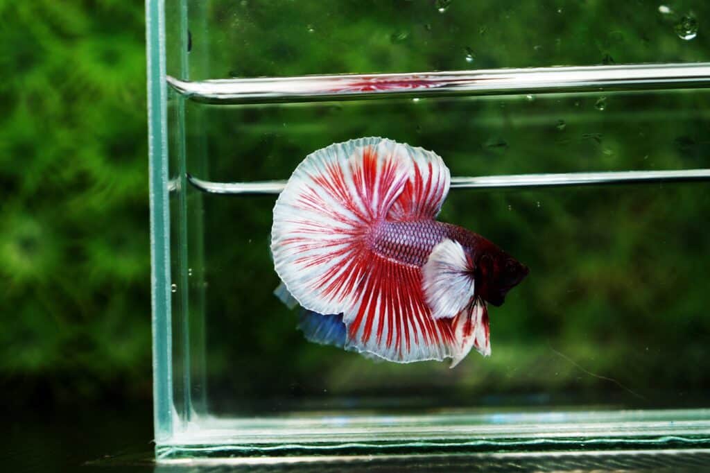 Betta fish for sale