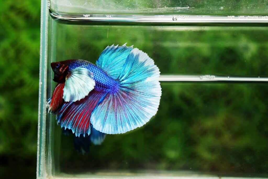 High quality betta fish for sale