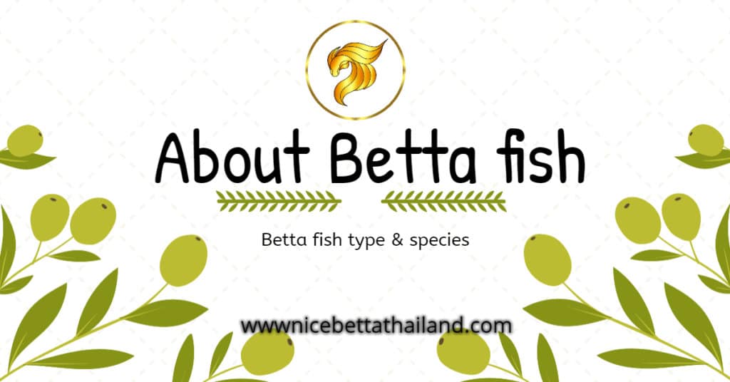 About Betta fish