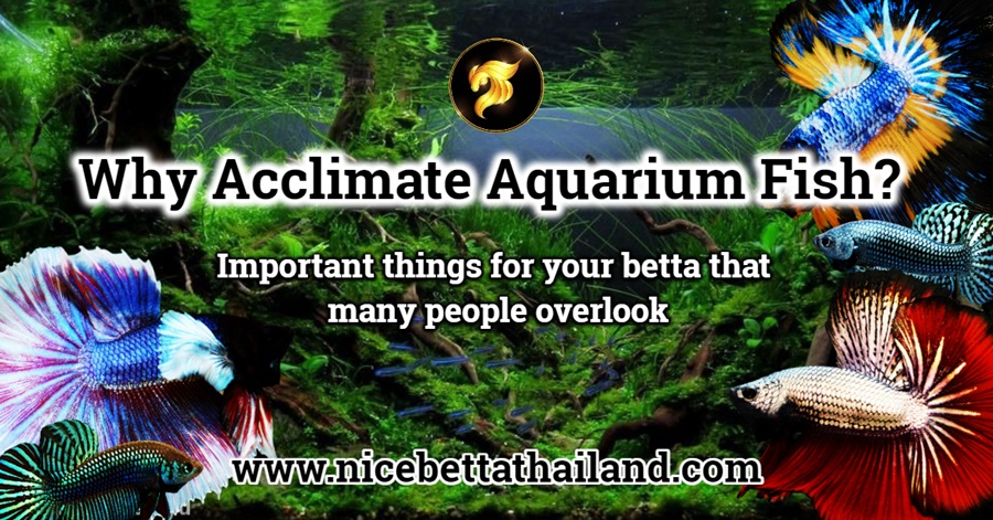 Acclimate Aquarium Fish