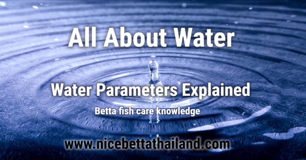 All about good water for betta fish