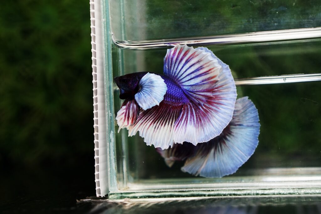 Betta fish for sale