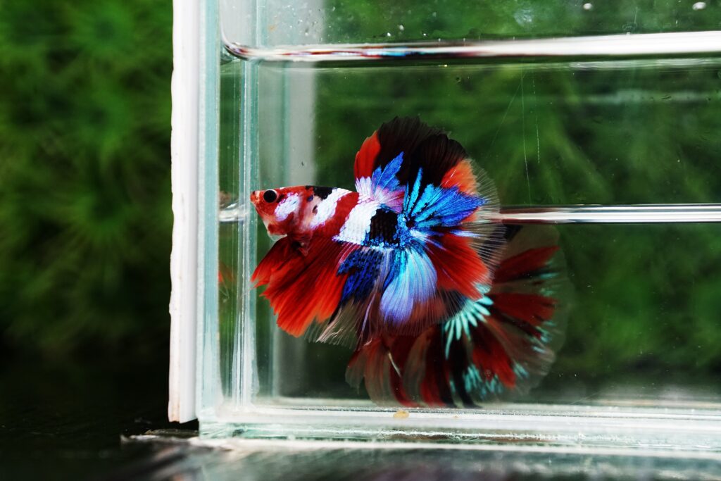 Betta splendens