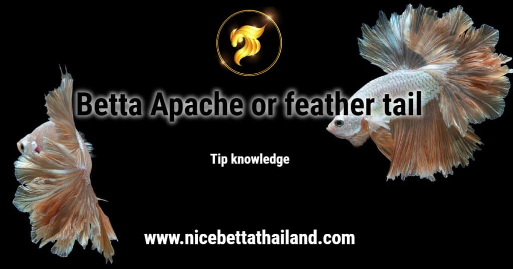 Betta Apache or feather tail