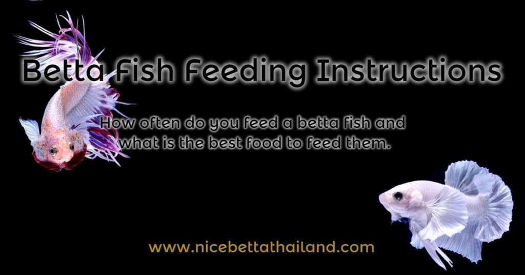Betta Fish Feeding Instructions.
