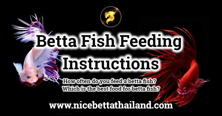 Betta Fish Feeding Instructions