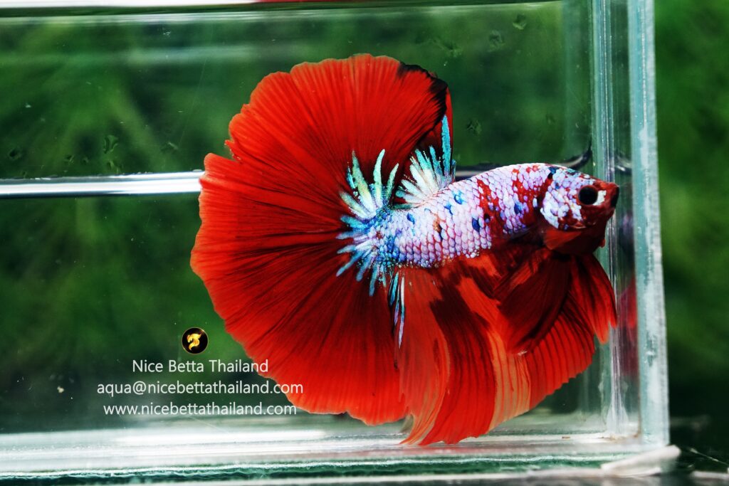 Betta Thailand