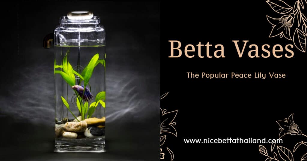 Betta Vases