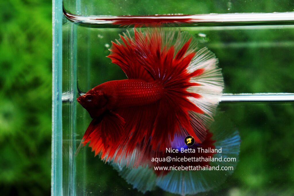 Betta fish