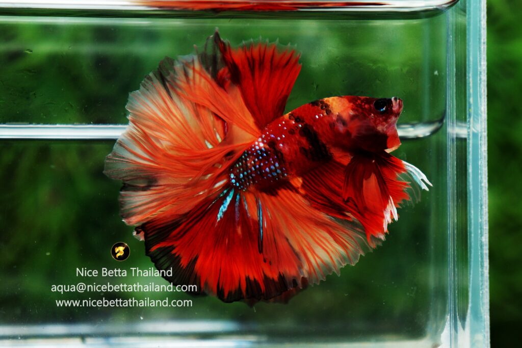 Betta fish