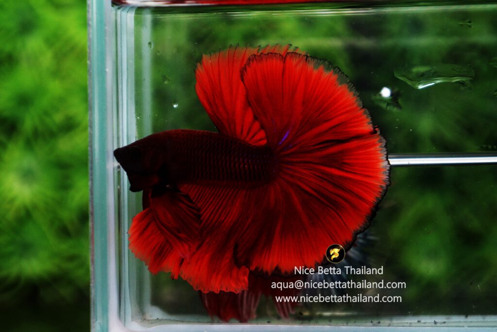 Betta fish