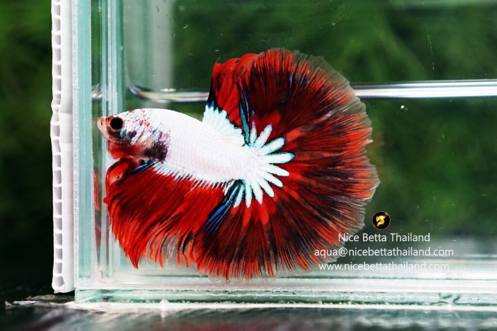 Betta fish