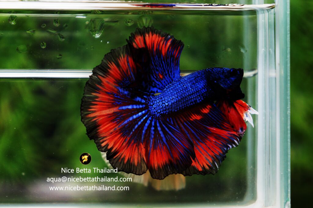 Betta fish