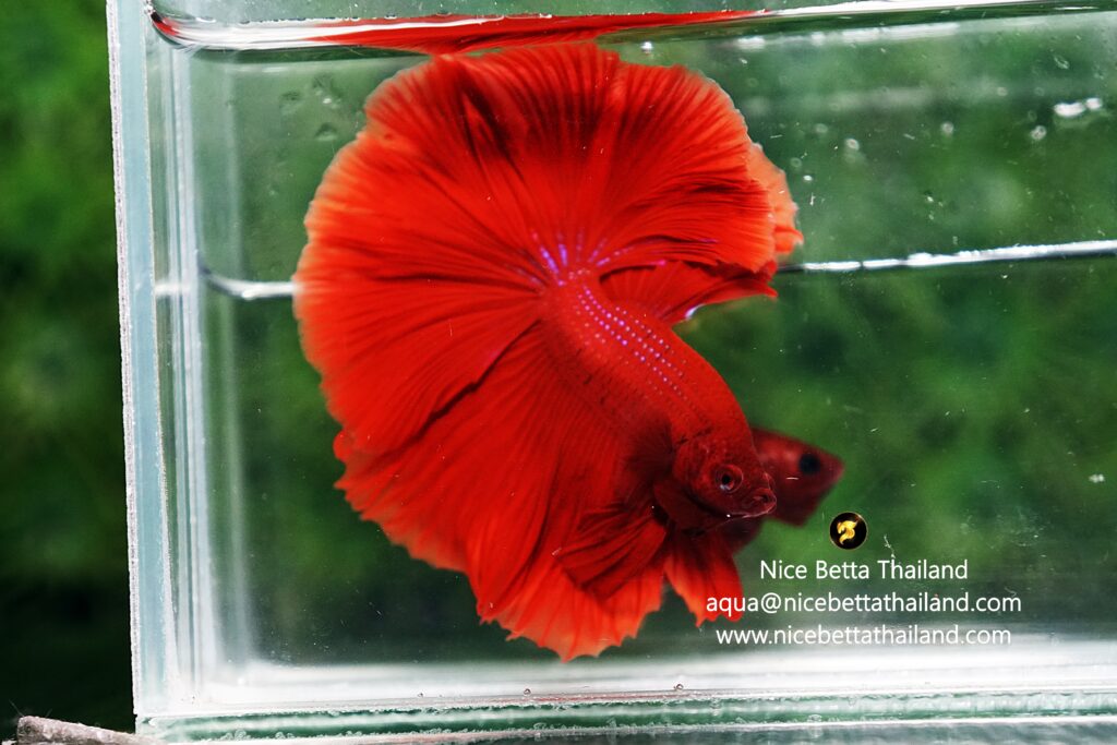 Betta fish