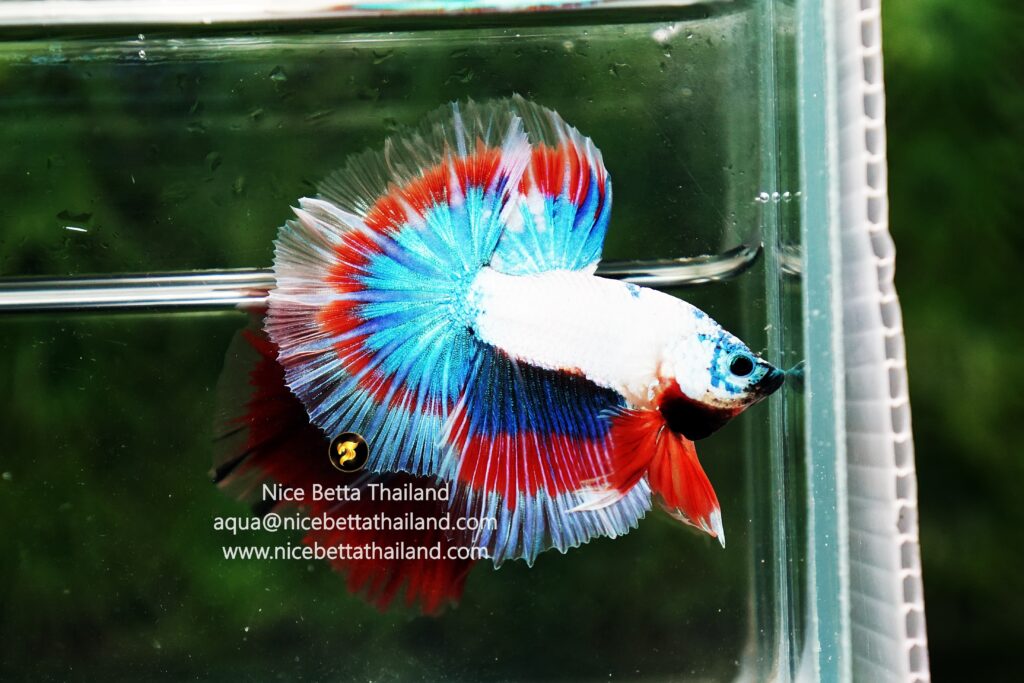 Betta fish