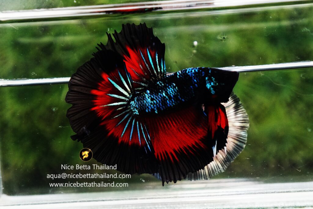 Betta fish