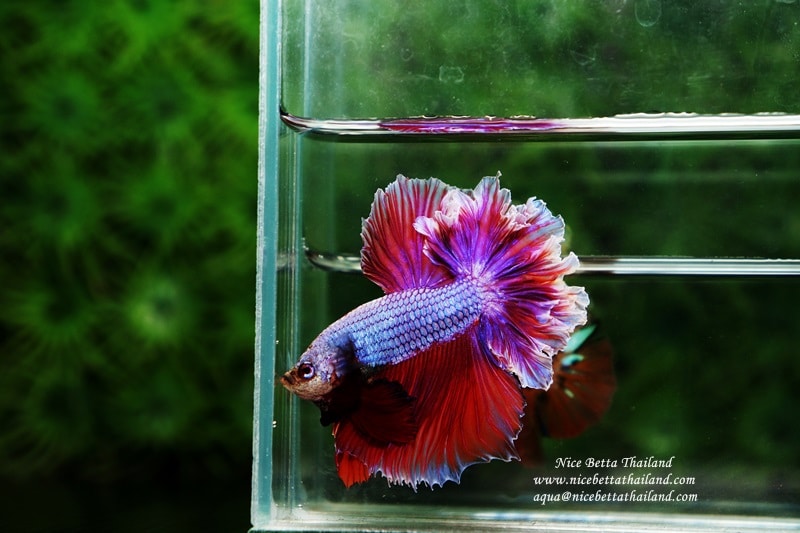 Betta fish Feather tail Lavender