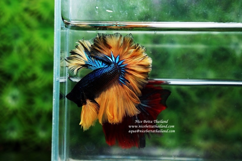 Betta fish feather tail or Apache nicebettathailand