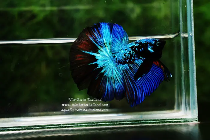 Betta fish OHM King of Dark Blue Eyes Avatar