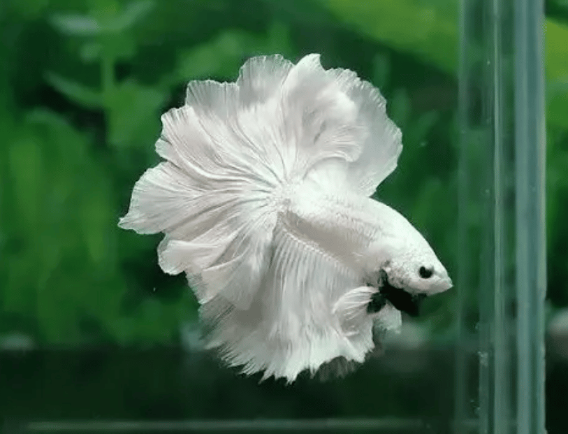 Betta fish Rosetail