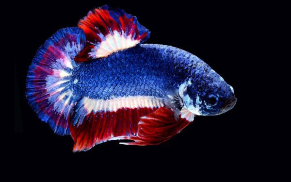 Betta fish Thailand flag