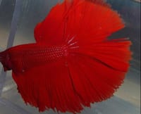 Betta fish bite tail