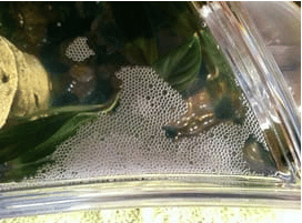 Betta fish bubble nests