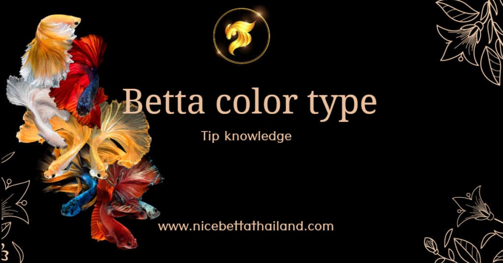 Betta fish color type