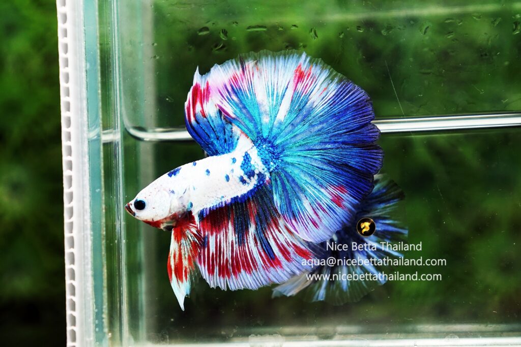 Betta fish competition grade