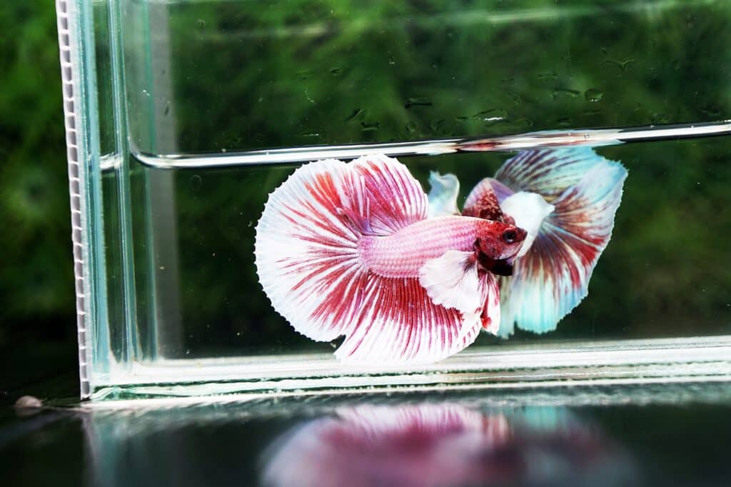 Betta fish dumbo