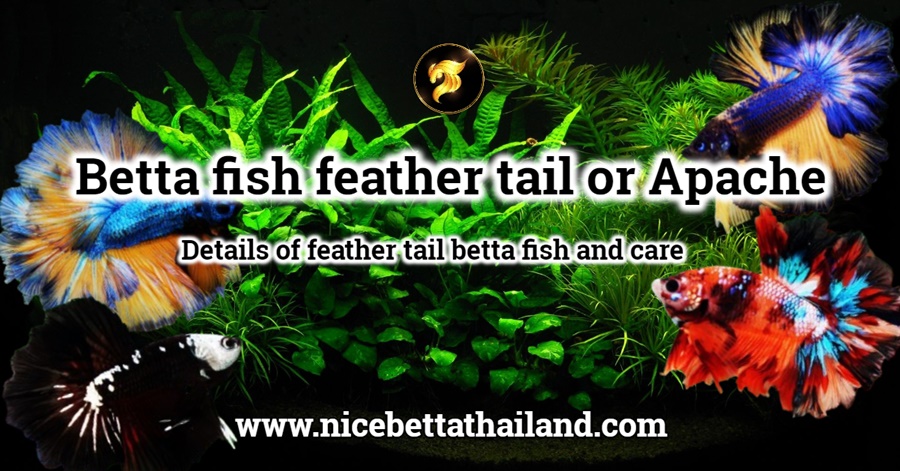 Betta fish feather tail