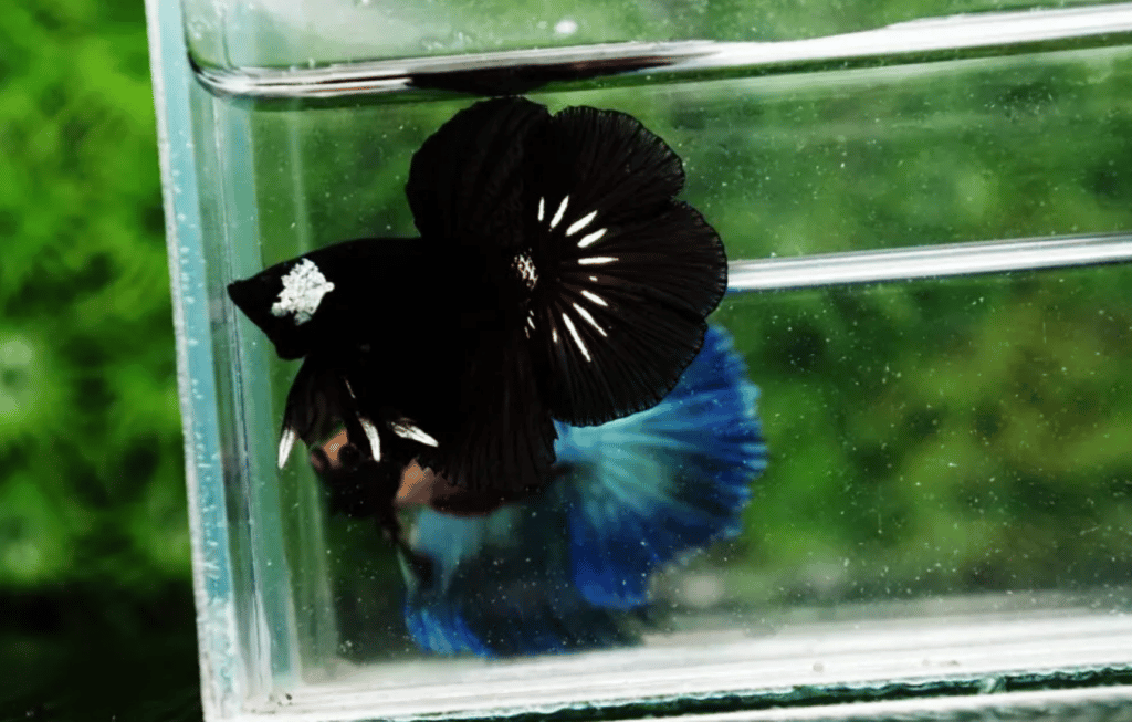 Betta fish for sale