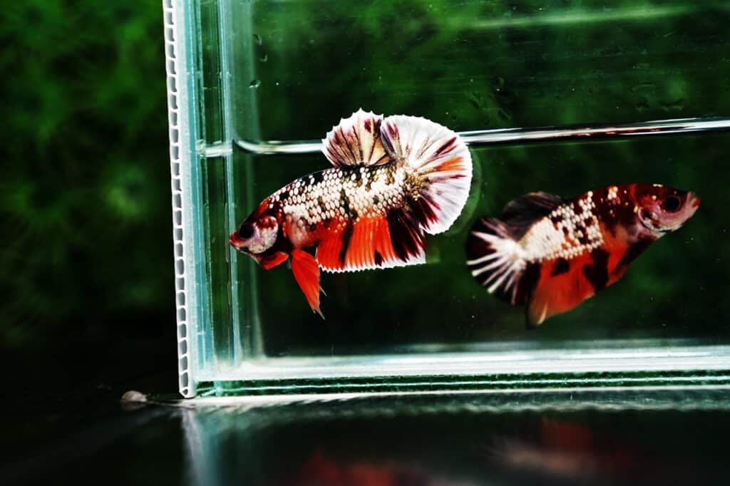 Betta fish for sale