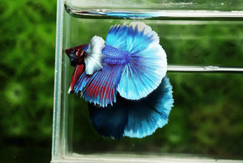 Betta fish for sale