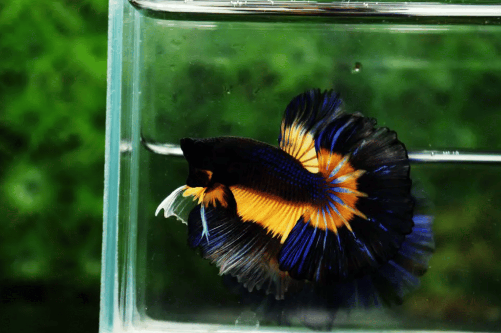 Betta fish for sale