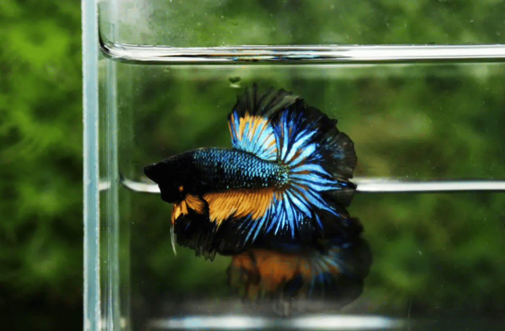 Betta fish for sale