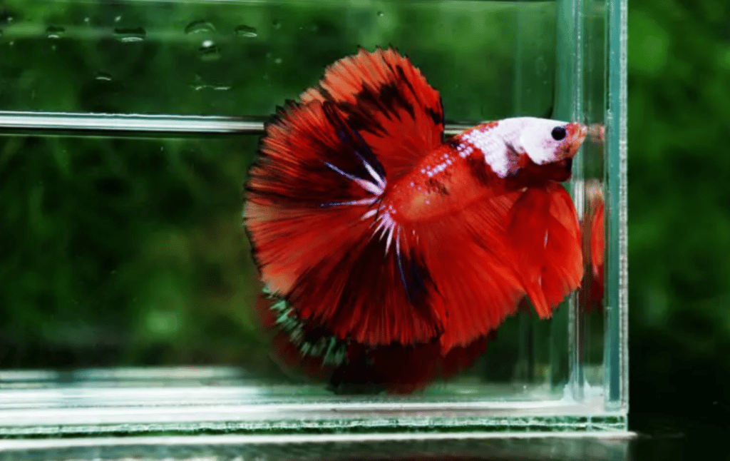 Betta fish for sale