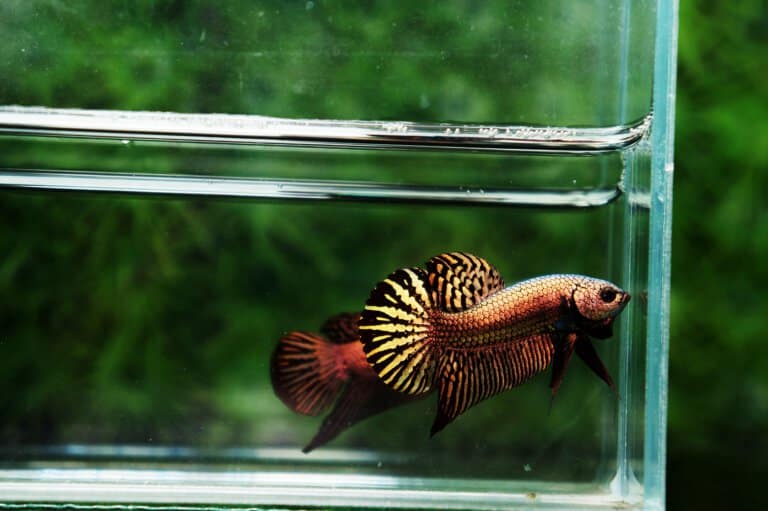 Betta fish for sale