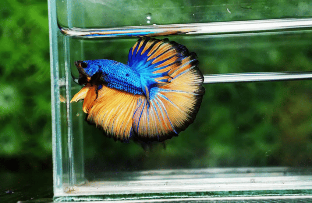 Betta fish for sale