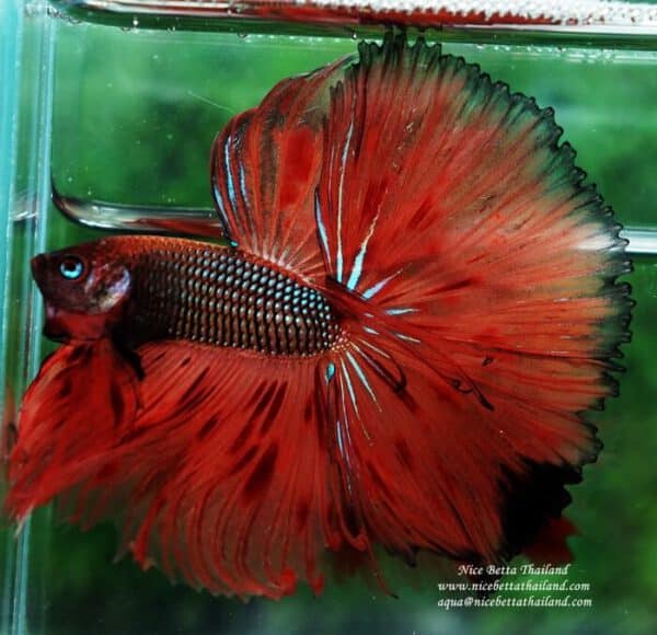 Betta fish for sale