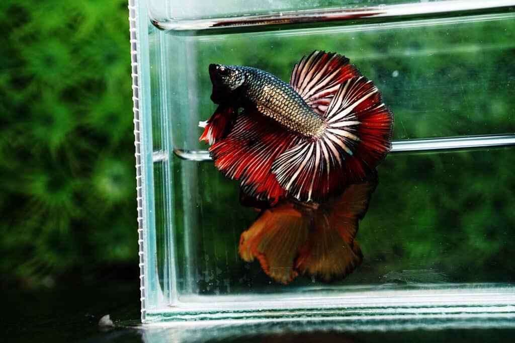 Betta fish for sale