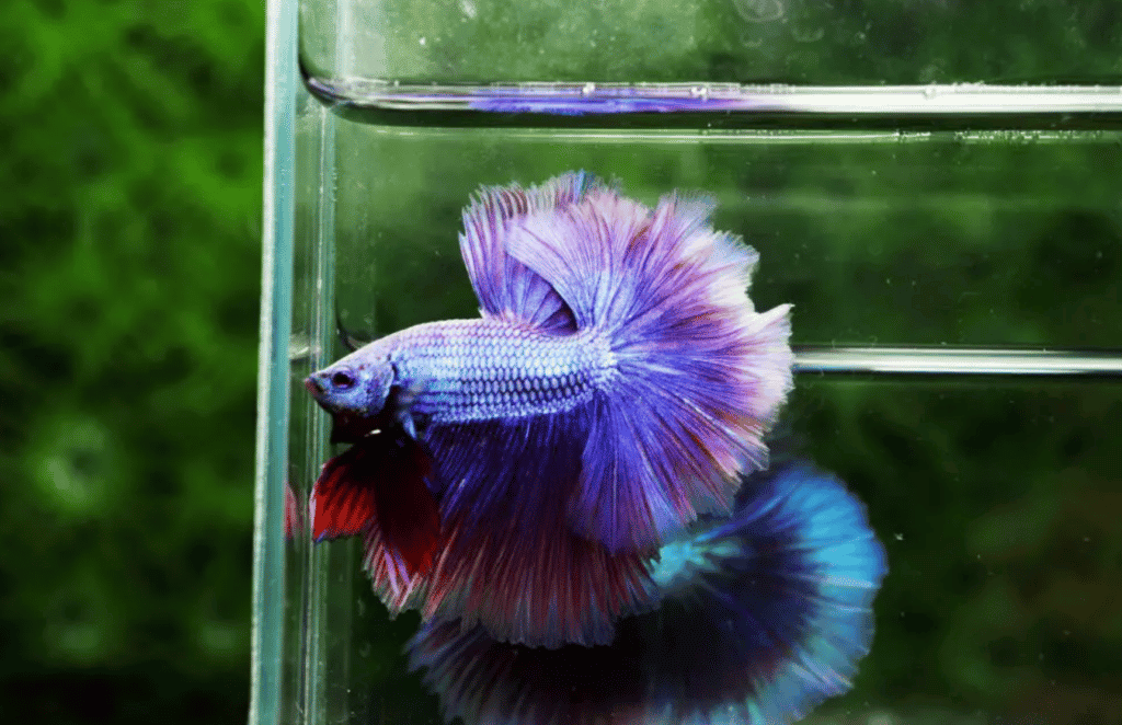 Betta fish for sale