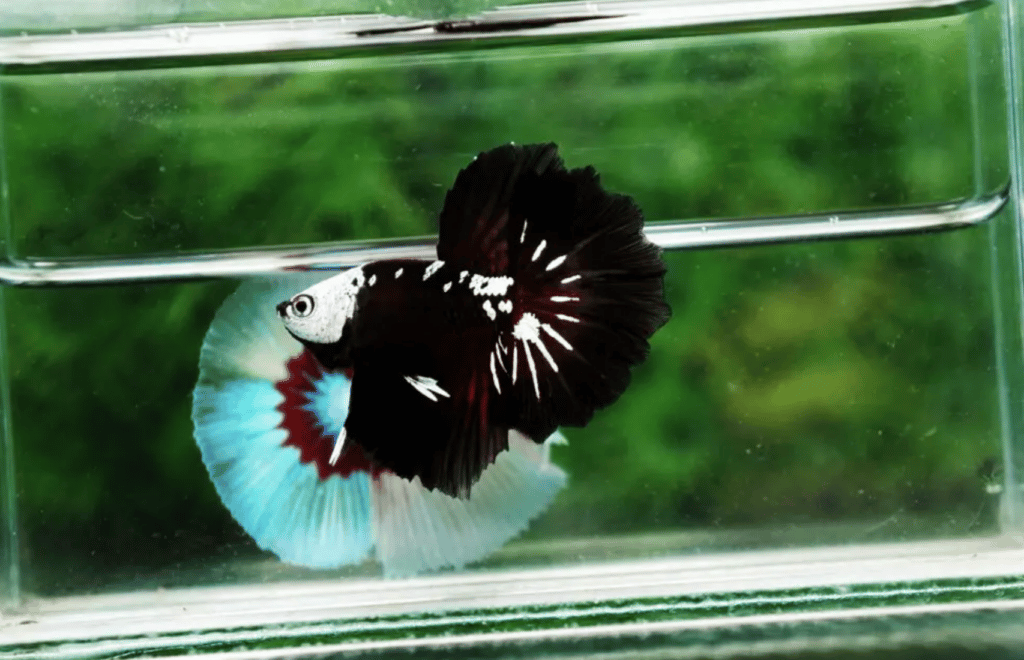Betta fish for sale