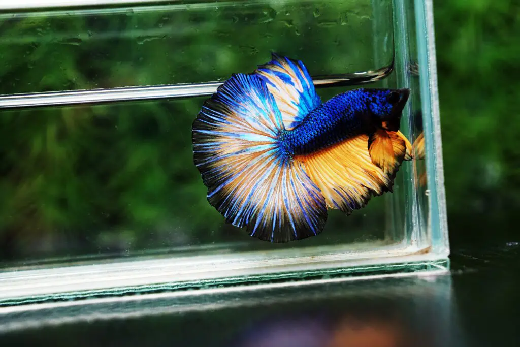 Betta fish for sale