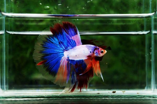 Betta fish for sale1